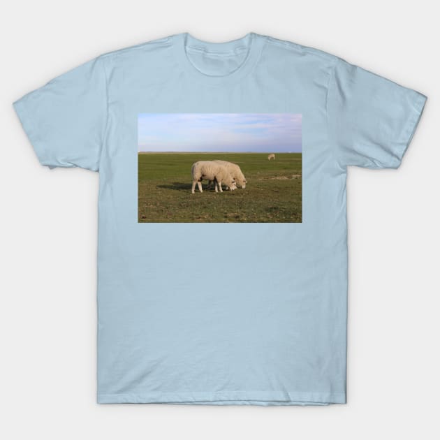 Grasende Schafe auf Nordseeinsel Pellworm T-Shirt by Christine aka stine1